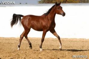 ������ �� �������, �������� �������� ����� 2011 �.