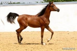 ������ �� �������, �������� �������� ����� 2011 �.