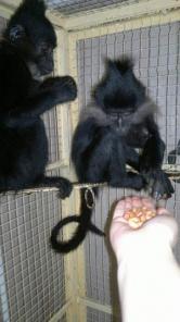 �������, ������, ��������, ����� �� ������ � ���