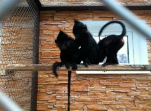 ������ ��������.