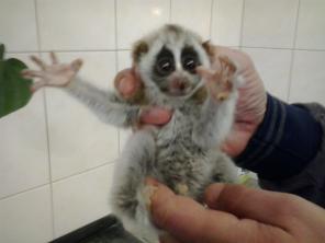 ������� ������� ����.