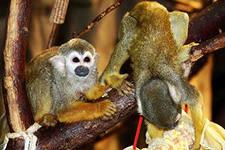 ��������� �������.