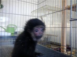 ���������������� ��������(������).