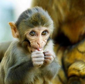 ������ �����.