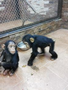 Карликовый шимпанзе(бонобо).