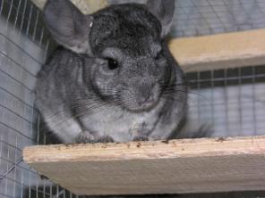 ��������� ��������� �������� ��� ����������