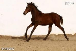 ������ �� �������, ������� ���� 2012 �. �.