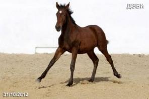 ������ �� �������, ������� ���� 2012 �. �.