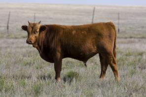 ��������� ������ �������� �������� �����(���)