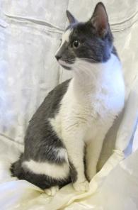 Котик Моцарт