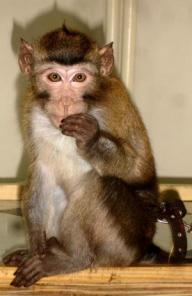 Лори Куканги, Макак Яванский купить можно у нас