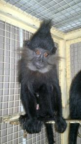 �������� ׸���� ��������, ����������, �������� ������ ������� � ���