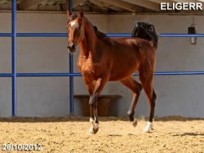 ������ �� �������, �������� �������� �������