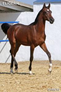 ������ �� �������, �������� �������� �������