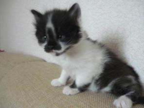 Котятки