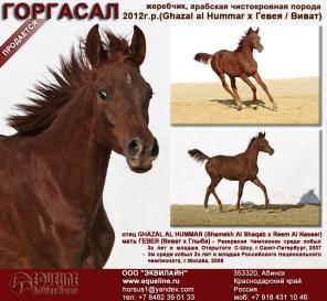 Продается Арабский чистокровный жеребчик Горгасал