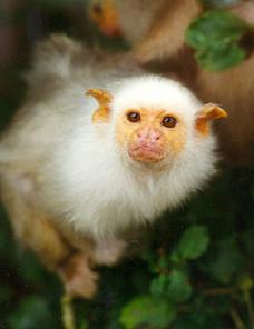 ������� ��������, �������, ���������, ���������� ������ ����� � ���