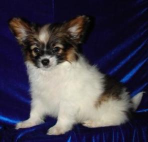 ����� ��������