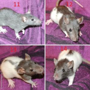 �������������� ������� �� ���������