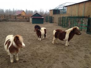 ������� ��� ���������� ����� (����, ����, �����)