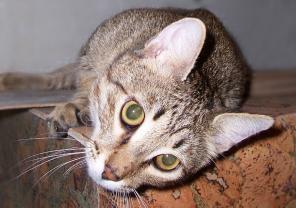 Котик ищет семью!