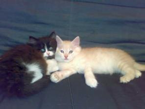 СИБИРСКИЕ КОТЯТА