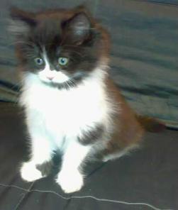 СИБИРСКИЕ КОТЯТА