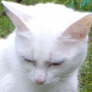 Белая кошечка