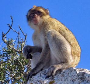 �������� ��������, ����� ��������, �������� ������