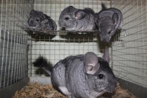 ���������� ������� � �������� �������� �����