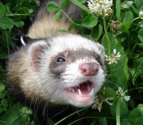 ����� ��� �����