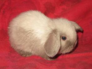 ���������� ��������� �� ������