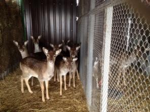 ����� ��������, ����, ������, ���� ������ �����