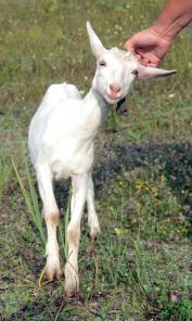 �������� ������� ���������� ������