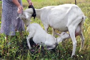 �������� ������� ���������� ������