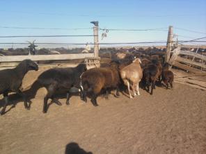 ��� ���������� ����������