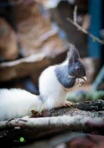 ������� ������ ������