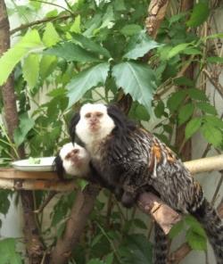 ������� ��������, �������, ���������, ����������