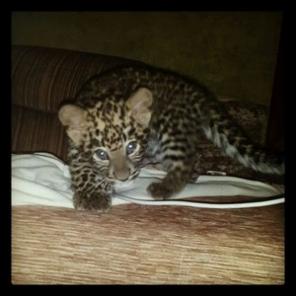 ������� ������ ���������