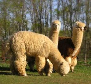 ���� �������, �������, ����, ����  ��������� � ���