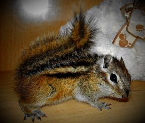 ������� ����������