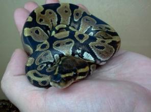 ������ ������������ ������