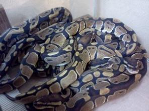 ������ ������������ ������