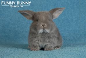 ���������� ��������� NHD �� �������