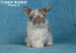 ���������� ��������� NHD �� �������