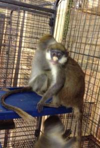 �������� ��������, ���������, �����, ������ ������