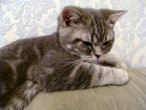 Британский Котик из питомника SWEETWAY