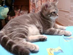 Британский Котик из питомника SWEETWAY