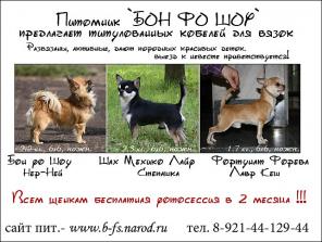 Кобели чихуа для разведения
