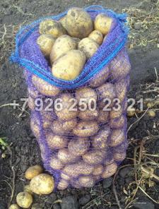 Овощи оптом, Картофель 6 рублей, морковь 6 рублей и др.